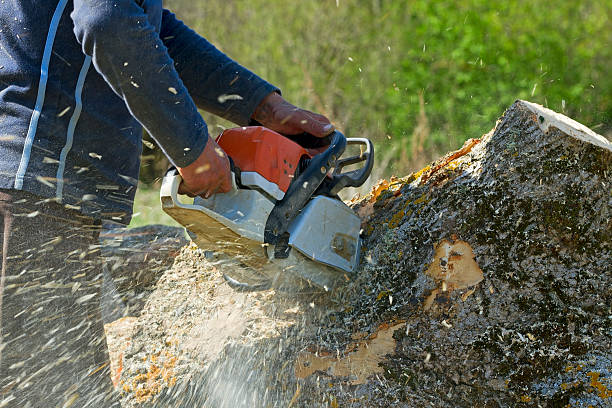 The Steps Involved in Our Tree Care Process in Clarkesville, GA